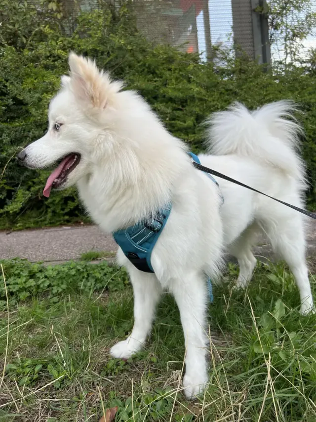 Fluffy hvit hund på tur