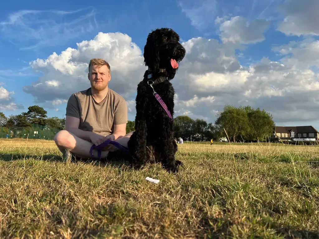 Svart, krøllete hund slapper av i parken