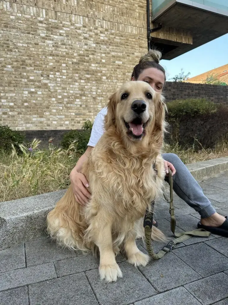 Golden retriever får en god klem