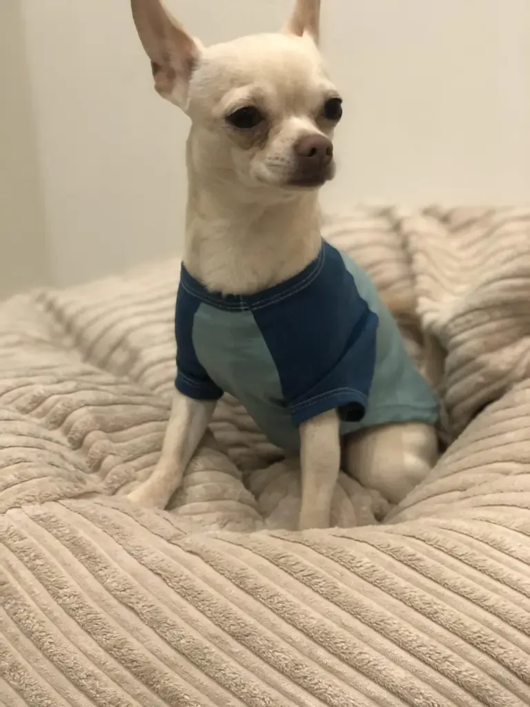 Chihuahua i genser koser seg på puta