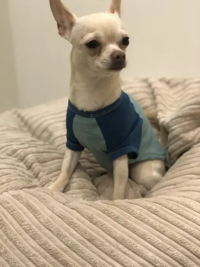 Chihuahua i genser koser seg på puta
